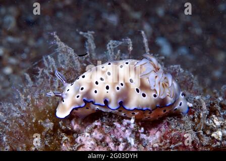 Chromodoris kunei nudibranche, détroit de Lembeh, Sulawesi, Indonésie Banque D'Images