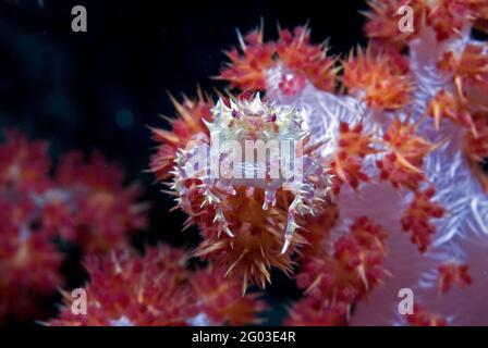 Crabe de corail mou (Hoplophrys oatesii) sur corail rouge mou, Bunaken Marine Park, Sulawesi, Indonésie Banque D'Images