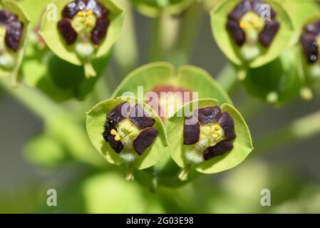 Détail montrant les glandes de Nectar dans la Cyathie ou les bractéoles de la Méditerranée Spurge, alias albanais Spurge, Euphorbia chacias Banque D'Images