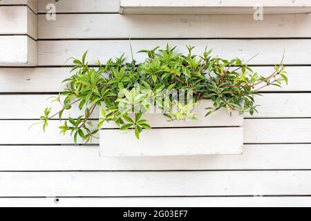 Pieris japonica, l'andromeda japonaise ou pieris japonais, est une espèce de plante à fleurs de la famille des Ericacées. Plante rampant dans un b blanc Banque D'Images