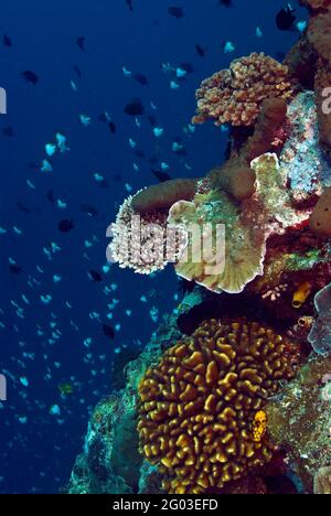 Grande école de l'école de la pyramide butterflyfish (Hemitaurichthys polylepis) hors mur de coraux durs, Bunaken Manado Tua parc national, Sulawesi, Banque D'Images