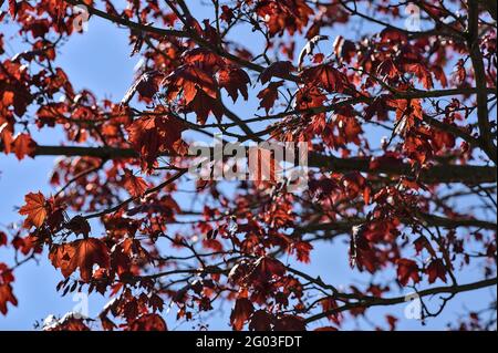 Magnifique rouge foncé l'année dernière feuilles d'automne de Crimson King (Acer platanoides) érable de Norvège contre ciel bleu sur le campus universitaire, Dublin, Irlande Banque D'Images