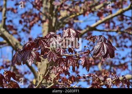 Magnifique rouge foncé l'année dernière feuilles d'automne de Crimson King (Acer platanoides) érable de Norvège contre ciel bleu sur le campus universitaire, Dublin, Irlande Banque D'Images