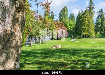 Une vue d'un parc de la ville avec fleurs en fleur au printemps. L'emplacement est Burien, Washington. Banque D'Images