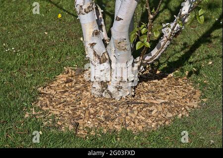 Belle vue de dessus de gros plan de bouleau rond à paillis avec des copeaux de bois et des feuilles déchiquetées au campus universitaire, Dublin, Irlande. Doux et sélectif Banque D'Images