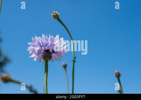 Des fleurs sauvages colorées, y compris des cornflowers, sur le bord de la route à Ickenham, dans l'ouest de Londres, au Royaume-Uni, dans le quartier de Hillingdon à Londres. Banque D'Images