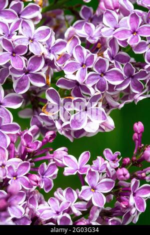 Syringa vulgaris sensation fleurs violettes avec bordure blanche sensation Syringa Banque D'Images