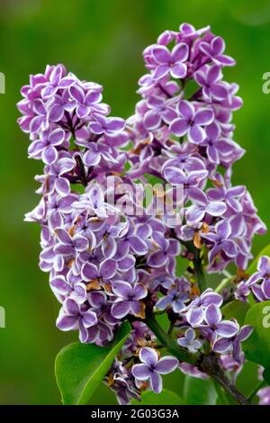 Lilas sensation vive Spike Lilac Syringa vulgaris sensation Banque D'Images