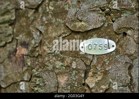 Belle vue rapprochée de métal numéroté elliptique-comme disque sur l'écorce de tronc d'arbre avec tag 0759 à Herbert Park, Dublin, Irlande. Doux et sélectif Banque D'Images