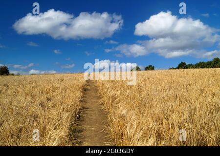 Royaume-Uni, Yorkshire du Sud, Rotherham, sentier traversant la récolte de blé échouée dans le champ près de Wentworth. Banque D'Images