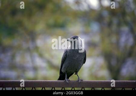 La calaque occidentale, une espèce de Corbeau et de jays corvidae, également connue sous le nom de coloeus monedula eurasien ou européen Banque D'Images