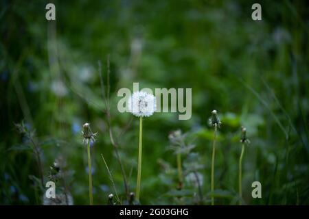 Une tête de pissenlit, est allé à la graine, entre autres qui ont perdu leurs graines dans le vent. Banque D'Images