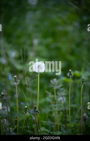 Une tête de pissenlit, est allé à la graine, entre autres qui ont perdu leurs graines dans le vent. Banque D'Images
