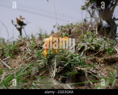 Tigre grimpant sur le champ vert jouet animal présentation sur environnement naturel Banque D'Images