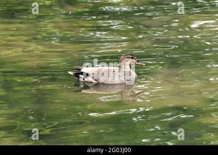 Un Gadwall mâle (Mareca strespera) Natation dans un lac dans le sud de l'Angleterre Banque D'Images