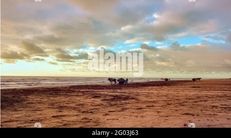 MAR DE AJO, LA COSTA, BUENOS AIRES, ARGENTINE - 01 avr 2021: L'exploitation du sable dans la plage tôt le matin avec des charrettes tirées par des chevaux pour la construction de la maison. Banque D'Images