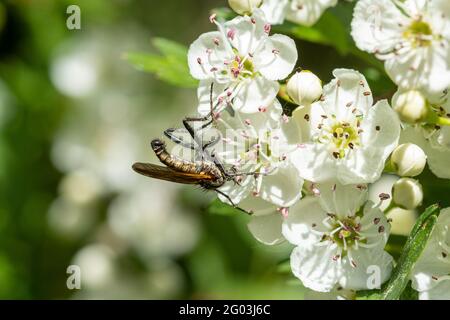 Bibio marci, également appelé mouche de St Marc ou mouche de Hawthorn, buvant le nectar de fleurs d'aubépine, Royaume-Uni, pendant le mois de mai Banque D'Images