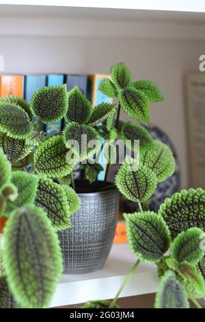 Pilea involucrata (plante d'amitié) égayera une étagère de livre avec ses feuilles texturées de vert vif et de bronze Banque D'Images