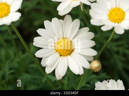 Belle et douce Marguerite blanche Marguerite ou fleur de Marguerite Oxeye vue rapprochée du dessus Banque D'Images