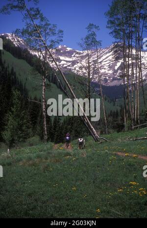 Mountain Bikers, Brush Creek, Crested Butte, Colorado Banque D'Images