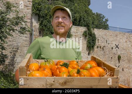 FRANCE - LOIRE ATLANTIQUE (44) - NANTES - LE JARDINIER OLIVIER DURAND ET SES TOMATES, AVEC UNE SAVEUR UNIQUE. Banque D'Images