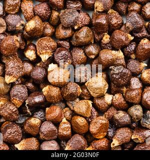 fond de nourriture carré - grains de poivre de paradis de près Banque D'Images