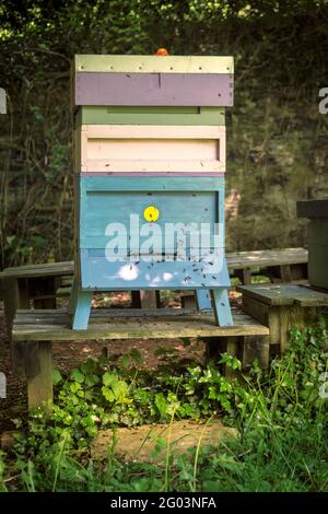 Une colonie d'abeilles se balance autour de l'entrée d'une ruche bien établie. Une ruche est une structure fermée dans laquelle vivent et produisent certaines espèces d'abeilles Banque D'Images