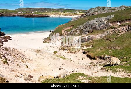 CLACHTOLL BEACH LOCHINVER SUTHERLAND SCOTLAND UN MOUTON AVEC DEUX AGNEAUX SURPÂTURAGE AU-DESSUS DE LA CRIQUE ET DE LA PLAGE DE SABLE Banque D'Images