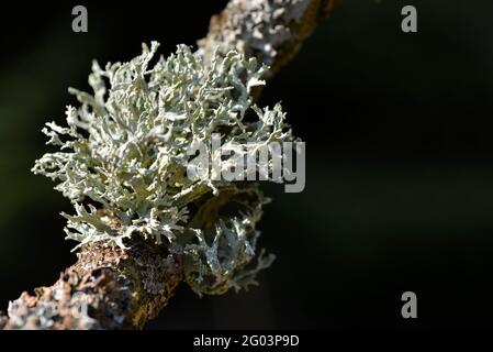 Lichen Oakmoss ( Evernia prunastri ) sur un tronc d'arbre. Arrière-plan de la nature. Banque D'Images