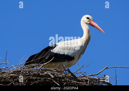 Ciconie blanche (Ciconia ciconia) debout sur le nid. Banque D'Images