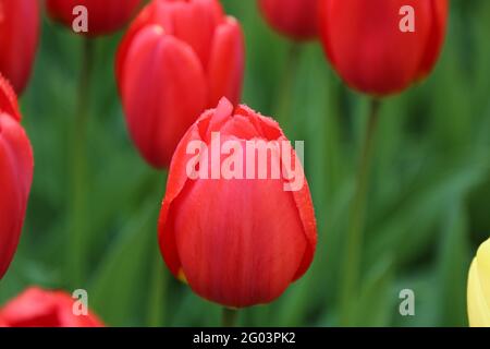 La tulipe avec les gouttes d'eau sur la surface Banque D'Images