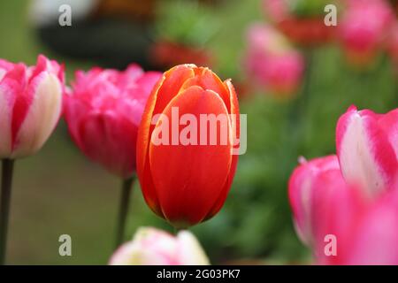 La tulipe avec les gouttes d'eau sur la surface Banque D'Images