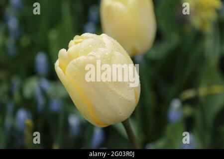 La tulipe avec les gouttes d'eau sur la surface Banque D'Images