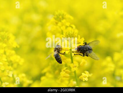 Volent avec l'abeille sur une fleur jaune Barbarea vulgaris. Saison de printemps. Banque D'Images