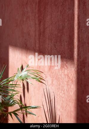 Tige de lumière sur le mur de rendu rose. Tulum Apartments, Tulum, Mexique. Architecte: Reyes Rios + Larrain Studio , 2019. Banque D'Images