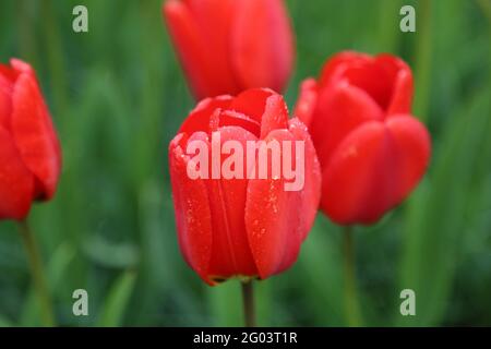 La tulipe avec les gouttes d'eau sur la surface Banque D'Images