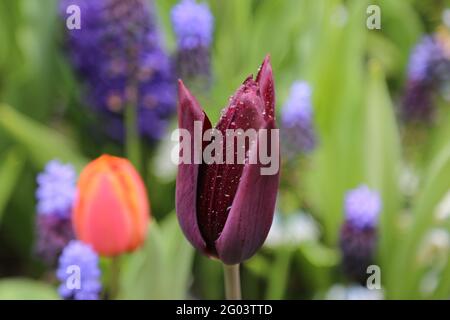 La tulipe avec les gouttes d'eau sur la surface Banque D'Images