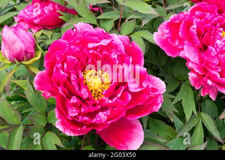 Pivoine Kao Paeonia × suffruticosa Kao arbre pivoine fleur rouge Paeonia Banque D'Images