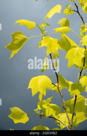 Liriodendron tulipifera tulipe arbre tulipe peuplier arbre de tulipe Bois blancs Foliage jaune L'arbre de violon Liriodendron quitte le printemps Banque D'Images