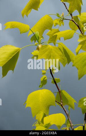 Liriodendron tulipifera tulipe arbre tulipe peuplier arbre de tulipe Bois blancs Foliage jaune L'arbre de violon Liriodendron quitte le printemps Banque D'Images