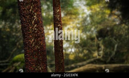 Essaim de papillons monarques sur les troncs d'arbres, migration du groupe Danaus plexippus Banque D'Images