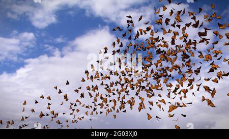 Groupe de papillons monarques, Danaus plexippus swarm Banque D'Images