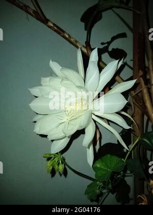 gros plan de la reine de la nuit (Epiphyllum oxypetalum) perfu Banque D'Images