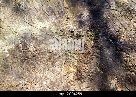 Arbre à coupe ronde idéal avec anneaux et fissures annuels. Texture en bois. Banque D'Images