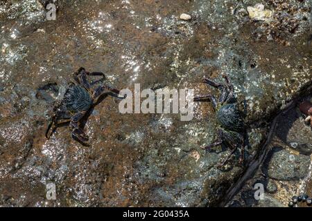 Maui, Hawaï. Crabes de roche à coque mince (Grapsus tenuicrostatus) également appelé A'ama à Hawaï reposant sur une roche le long de l'océan Pacifique. Banque D'Images