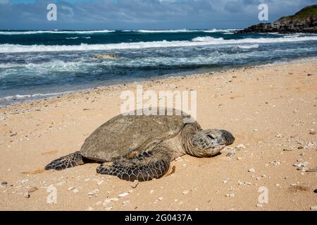 Maui, Hawaï. Tortue de mer verte hawaïenne (Chelonia mydas) reposant sur la plage à côté de l'océan pacifique. Banque D'Images