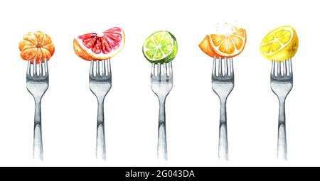 Kit d'agrumes. Orange, mandarine, mandarine, pamplemousse, citron, lime sur une fourchette. Concept de régime alimentaire et de saine alimentation. L'illustration aquarelle dessinée à la main est Banque D'Images