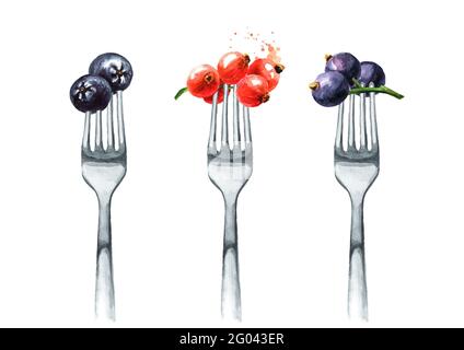 Ensemble baies de jardin. Arnica, cassis à la fourchette. Concept de régime alimentaire et de saine alimentation. Illustration aquarelle dessinée à la main isolée sur fond blanc Banque D'Images