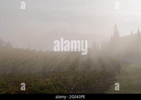 Un domaine de raisin pour le vin. Collines des vignobles. Paysage d'automne avec des rangées de vignobles. Toscane, Italie. Banque D'Images