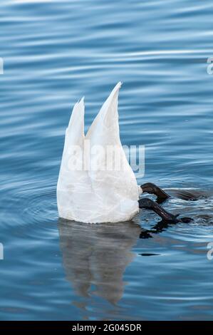 Vadnais Heights, Minnesota. Parc régional du lac Vadnais. Cygne trompettiste; Cygnus buccinator recherche de nourriture sur le fond du lac. Banque D'Images